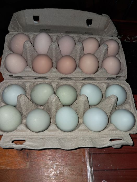 Sprzedam swojskie jajka