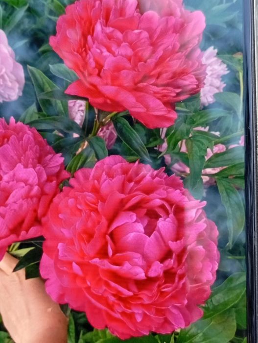 Пионы  5 расцветок