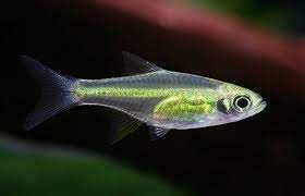 Razbora Kubotai - Microdevario kubotai