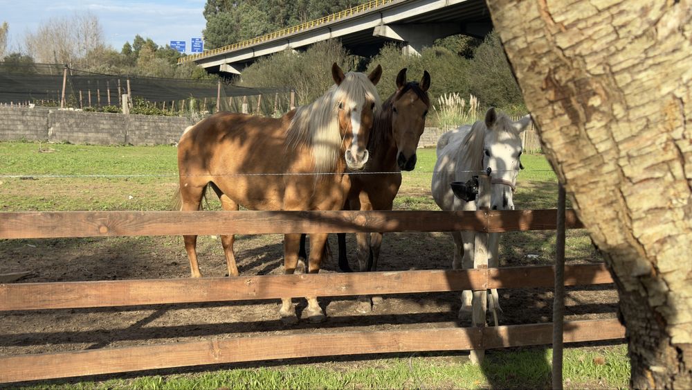 Aceito Troca Egua Palomina super mansa