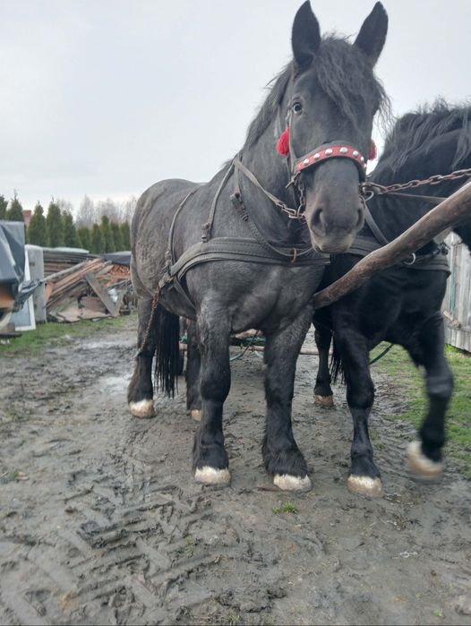 Sprzedam klacz 2.5roku