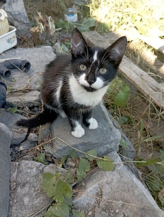 Котик шукає люблячу родину