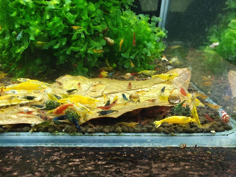 Krewetki Neocaridina MIX - różne kolory