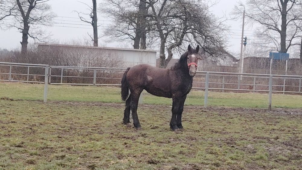 Klacz Źrebica siwa szpaczka