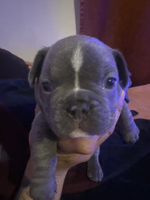 Bildogue Francês macho