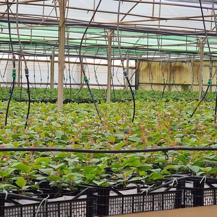 Kiwis variedade Hayward