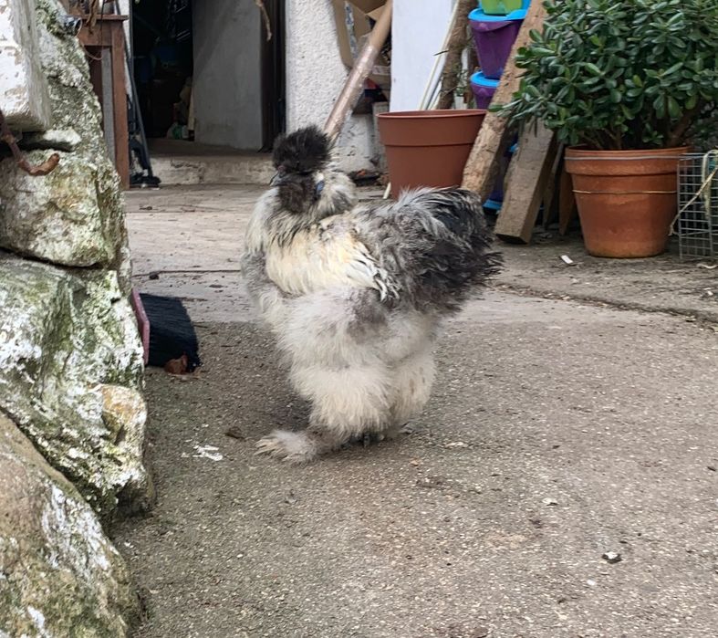 Sedosas de Japão, Galo malhado