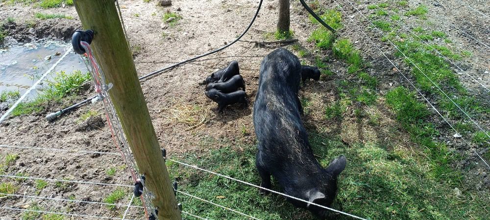 Porcos Vietnamitas - Pretos