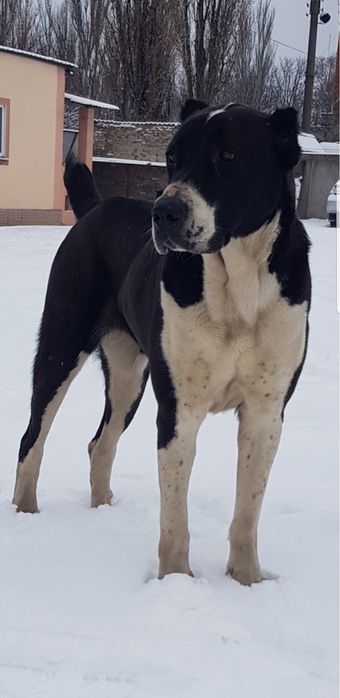 Терміново! Середньоазіатська вівчарка, алабай (сука) вівчарка