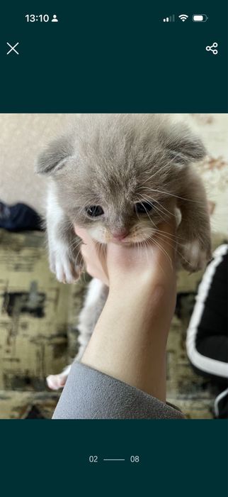 Вязка шотландский кот( скоттиш-фолд)