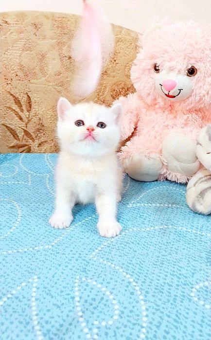 Лялькова дівчинка Срібна красунечка