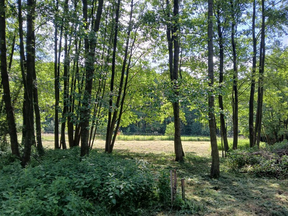 Działka budowlana pośród lasów - Widok 5
