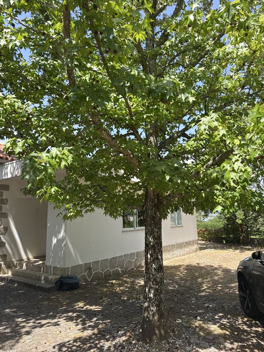 3 Liquidâmbares adultos para transplante – Seixas (Caminha)