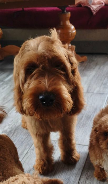 Irishdoodle f1 Doodle goldendoodle seter