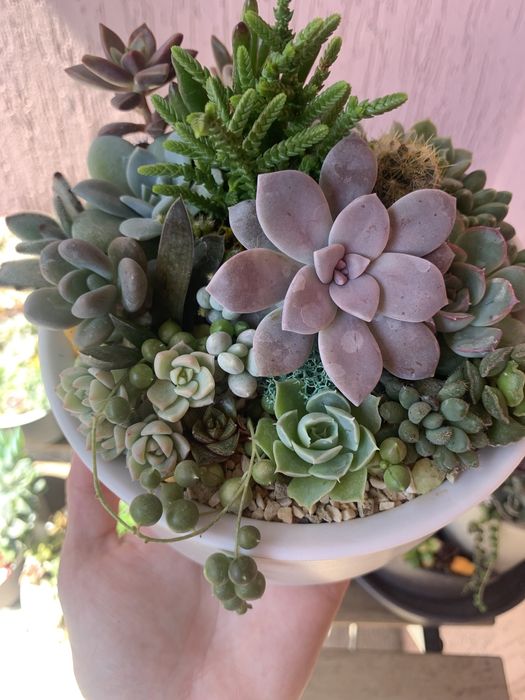 Кашпо з сукулентами.