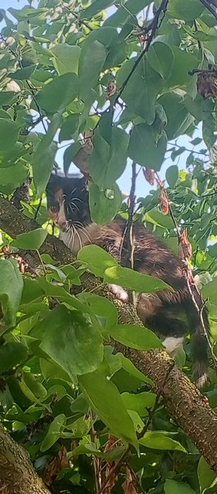 Віддам кицю у добрі руки