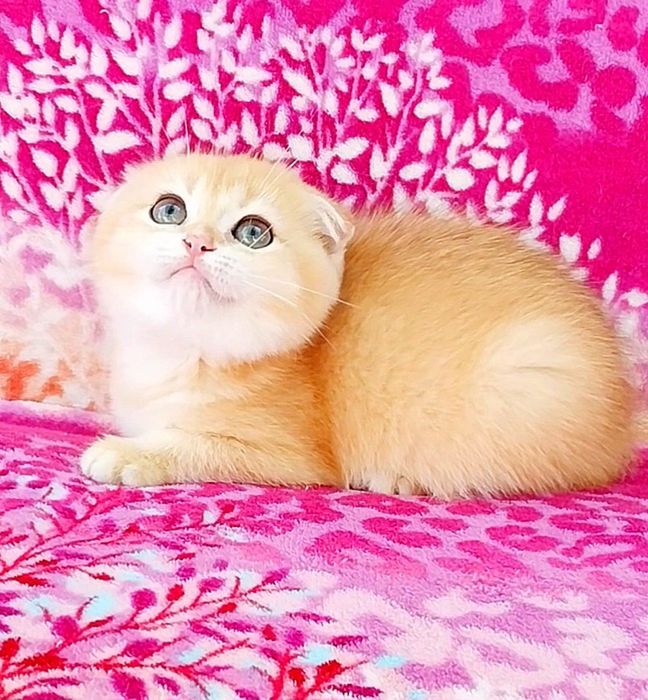 Лялькова шотландська кицюнечка
