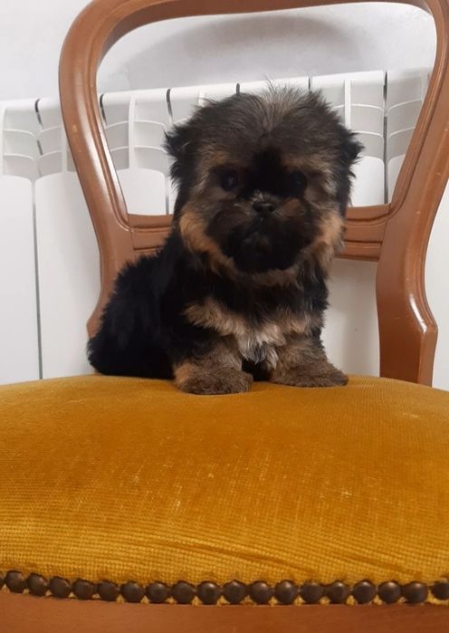 Симпатична баришня йоркширський тер'єр. Йорк