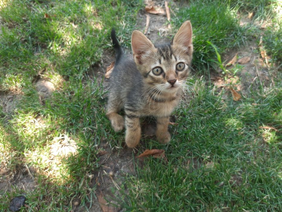 Продам котика за договірною ціною