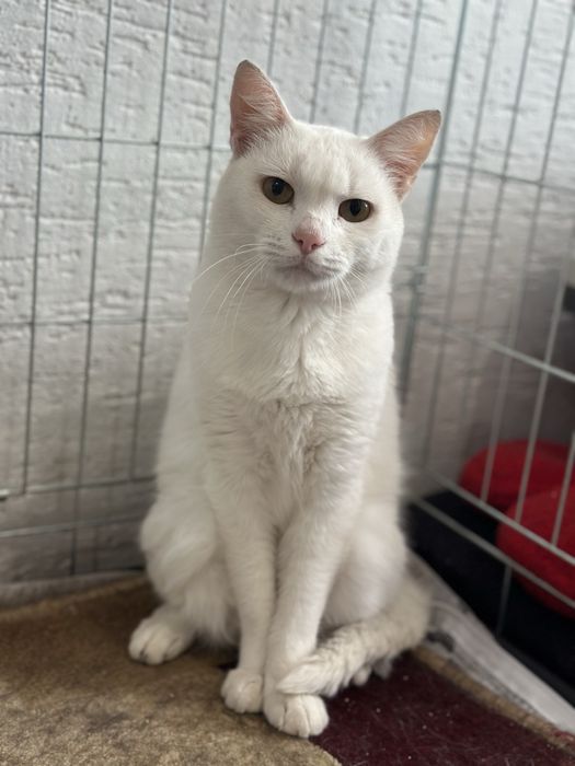 Кішка шукає дім 2 роки, стерилізована