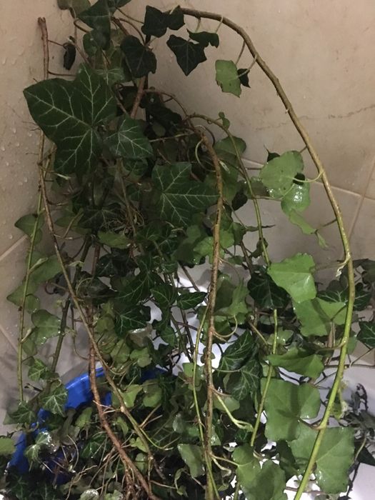 Плющ вечнозеленый