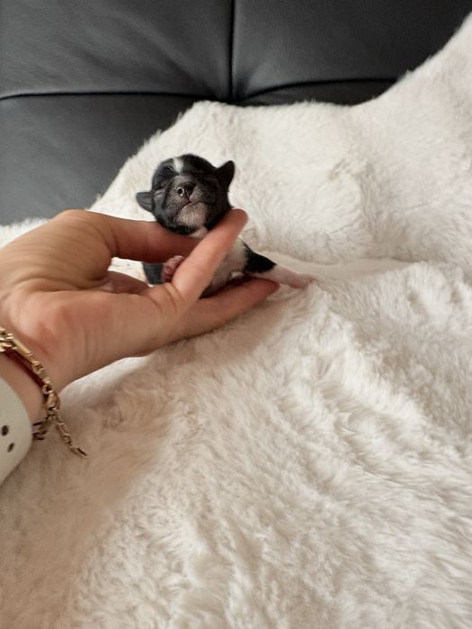 Piesek  Biewer samiec