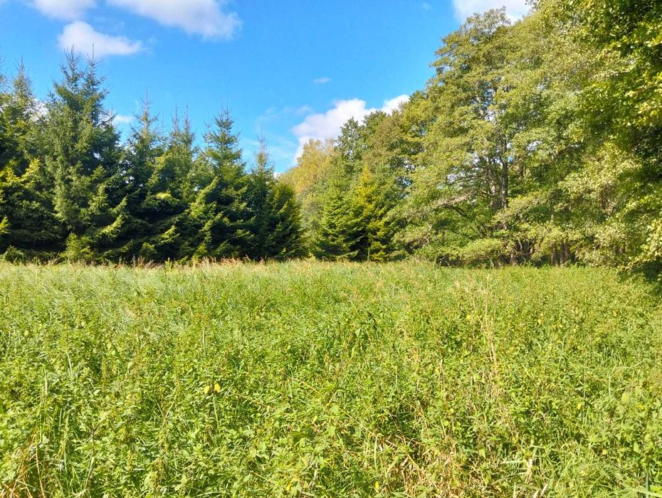 Działka 0,91 ha Szczeglino, łąka, las, rzeka MPZP łąka