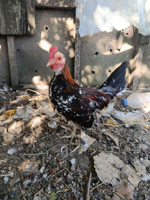 продам инкубационное яйцо бентамок