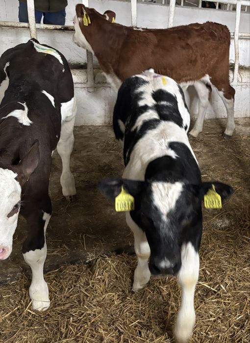 Stado cieląt 60 szt