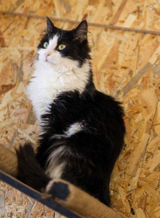 Ася, пушистая кошка, 1,5 года, кошечка