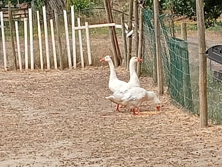 Patos gansos jovens