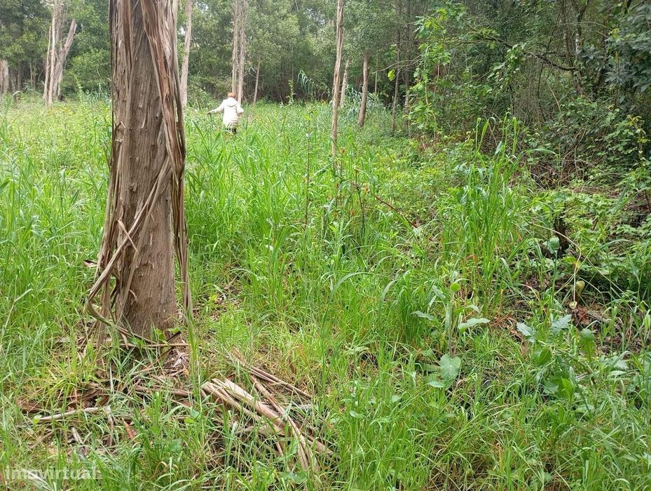Terreno  com moinho, na rota dos mionhos em Ouca – Vagos