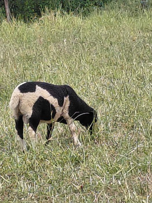 Dorperes puros e cruzados