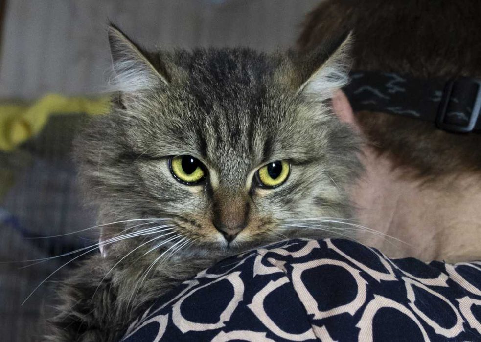 Кішечка Кошеня Котик Котик Сіба 8 міс