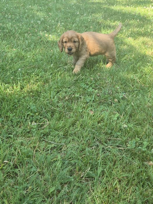 Cocker Spaniel piesek Dyzio