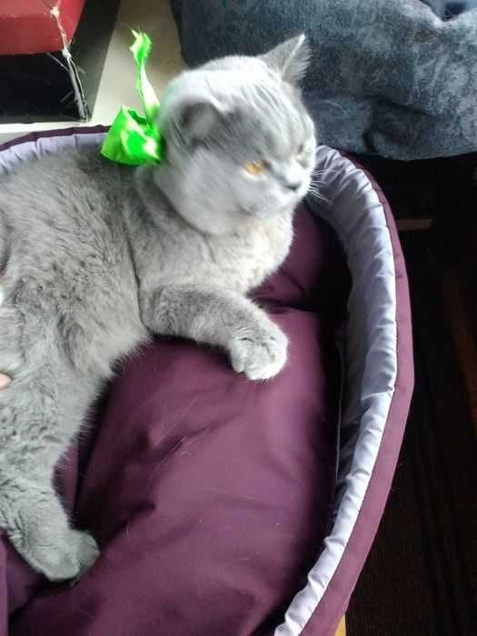 Британский котик