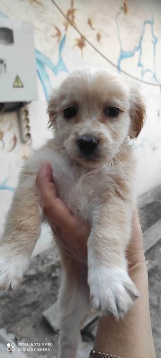 Щенки  в добрые ручки!