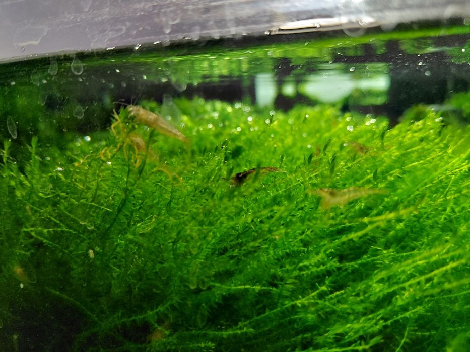 Продам мох акваріумний , мох для креветок,креветка неокардина, черрі.