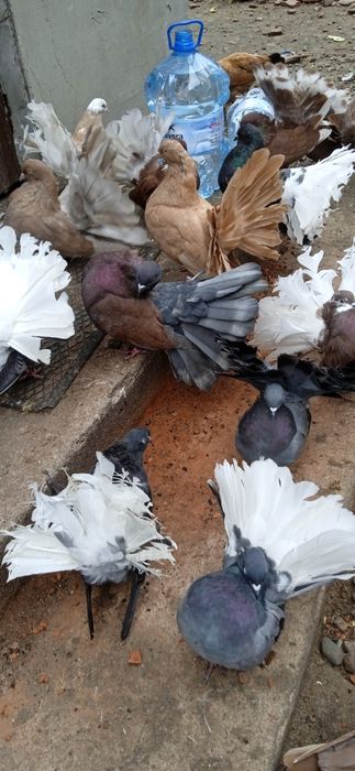 Sprzedam pliki nowy Sącz