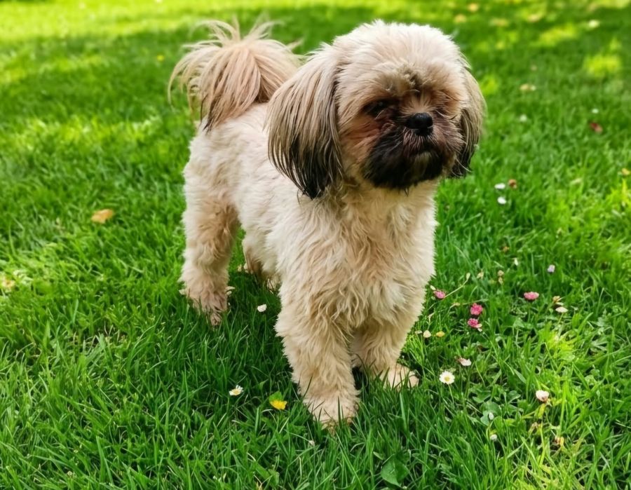 Fifi szuka domku