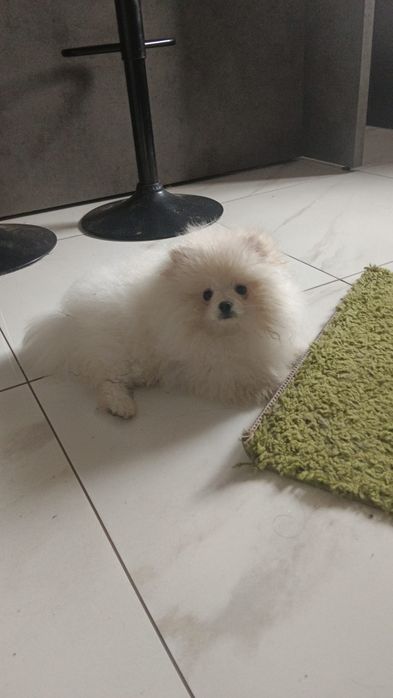 Szpic miniaturowy pomeranian