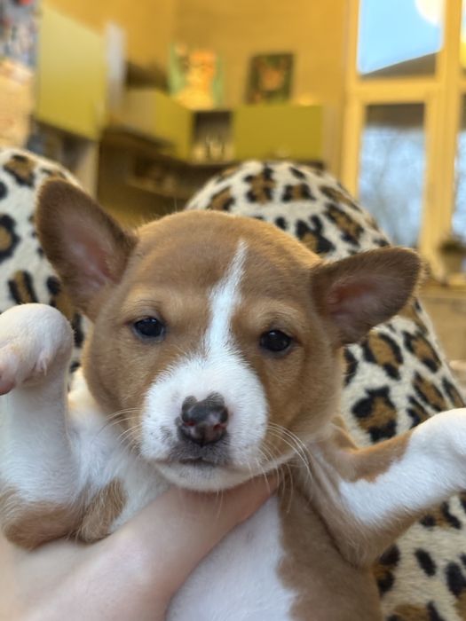 Діачинка басенджи, собака, яка не гавкає, собако-кіт