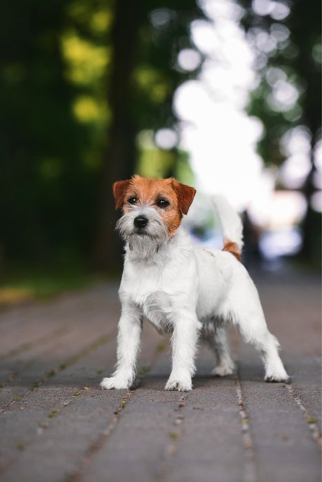 Генетично перевірений кобель Jack Russell Terrier для в’язки бо