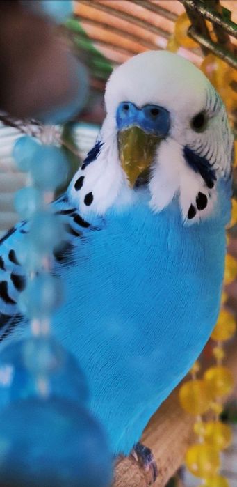 Клетки. Пара попугаев!