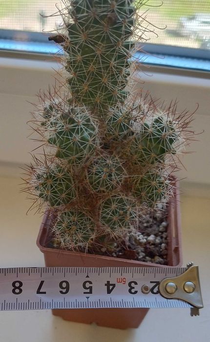 Детки кактуса  маммиллярии крупноцветковой Mammillaria mazatlanensis