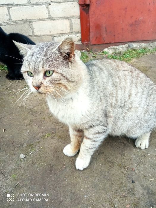 Тишка проситься в сім'ю