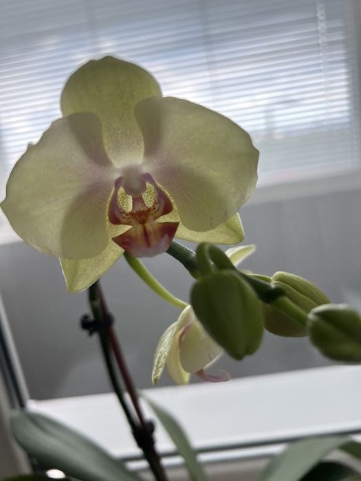 Орхідея лимонного кольору