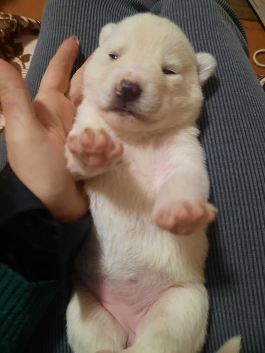 Цуценята хаскі,снігові ведмедики