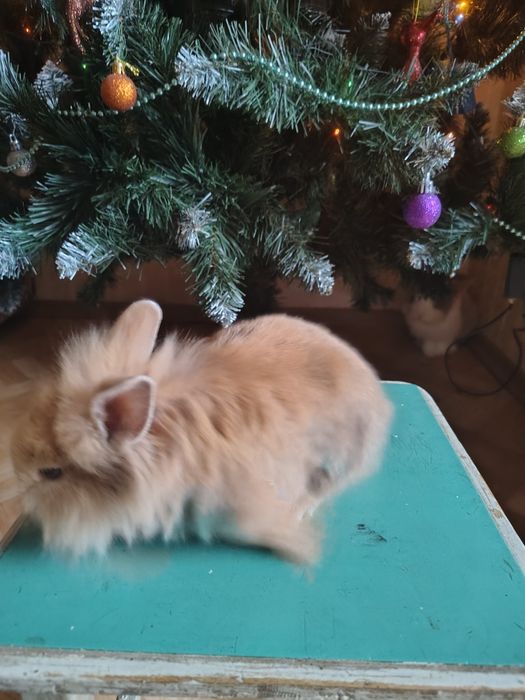 Декоративні кролики