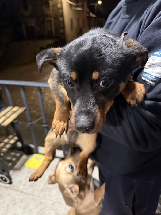 Cão de porte medio/pequeno